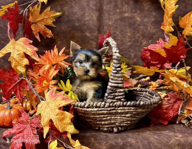 Benny  – Yorkshire Terrier puppy for sale in Cameron, OK