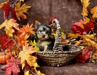 Benny , a male Yorkshire Terrier for sale in Cameron, OK – 1 of 5