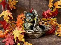 Benny , a male Yorkshire Terrier for sale in Cameron, OK – 4 of 5