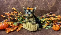 Brenley, a female Yorkshire Terrier for sale in Cameron, OK – 3 of 5