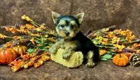 Benny , a male Yorkshire Terrier for sale in Cameron, OK – 3 of 5