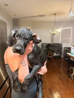 B4, a male Great Dane for sale in Altoona, PA – 3 of 5