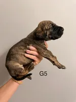 G5, a female Great Dane for sale in Altoona, PA – 2 of 2