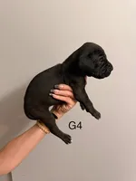 G4, a female Great Dane for sale in Altoona, PA – 2 of 2