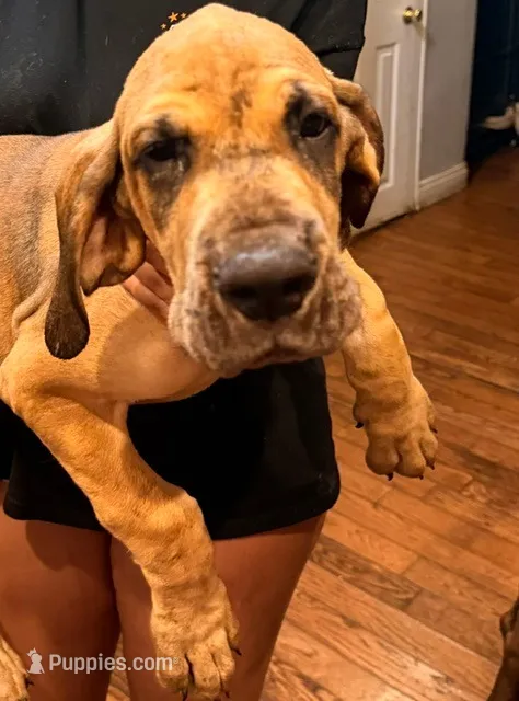 BOY 1 – Great Dane puppy for sale in Altoona, PA