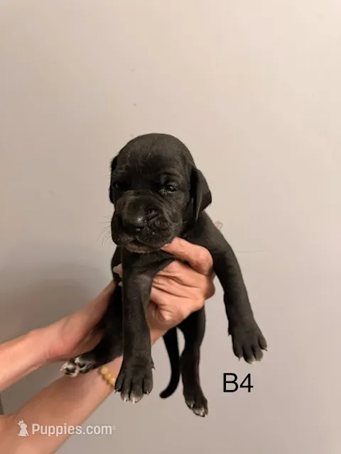 B4 – Great Dane puppy for sale in Altoona, PA