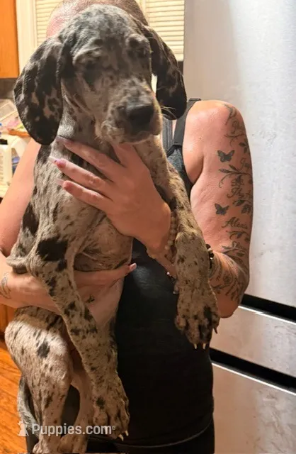 G2 – Great Dane puppy for sale in Altoona, PA