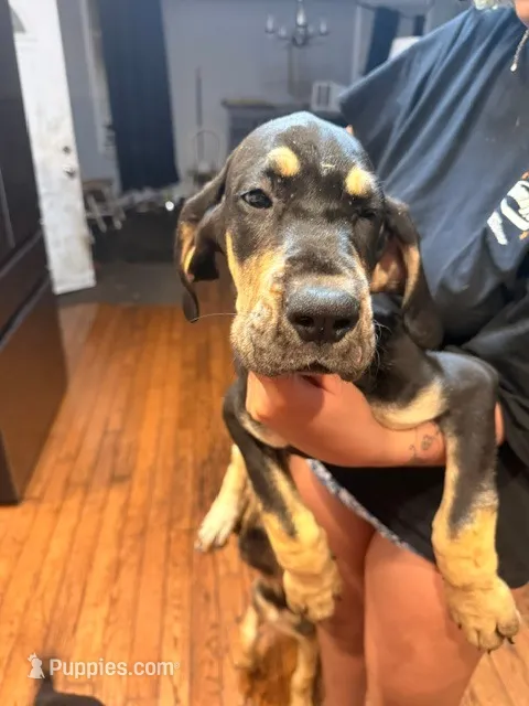 Girl 1 – Great Dane puppy for sale in Altoona, PA