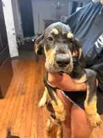 Girl 1, a female Great Dane for sale in Altoona, PA – 1 of 1