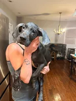 B4, a male Great Dane for sale in Altoona, PA – 2 of 5