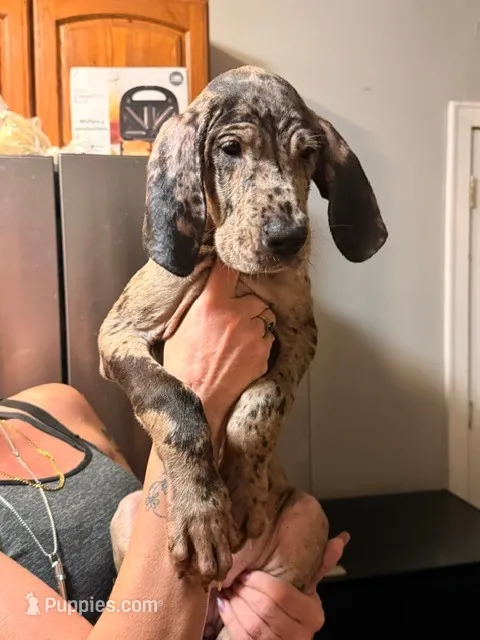 G3 – Great Dane puppy for sale in Altoona, PA