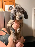 G3, a female Great Dane for sale in Altoona, PA – 1 of 5