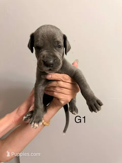 G1 – Great Dane puppy for sale in Altoona, PA