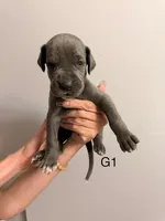 G1, a female Great Dane for sale in Altoona, PA – 1 of 2