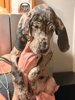 G3, a female Great Dane for sale in Altoona, PA – 2 of 5