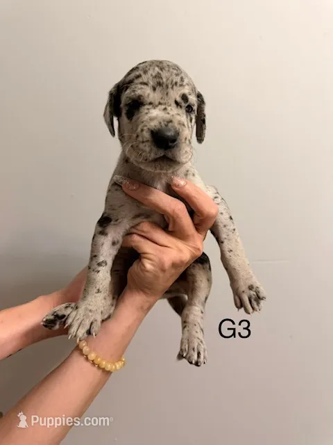 G3 – Great Dane puppy for sale in Altoona, PA