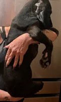 G4, a female Great Dane for sale in Altoona, PA – 4 of 6
