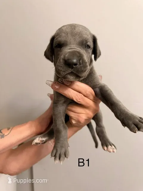 B1 – Great Dane puppy for sale in Altoona, PA