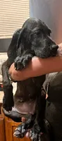 G4, a female Great Dane for sale in Altoona, PA – 1 of 6