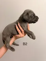 B2, a male Great Dane for sale in Altoona, PA – 2 of 2