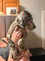 G3, a female Great Dane for sale in Altoona, PA – 3 of 5