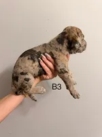 B3, a male Great Dane for sale in Altoona, PA – 2 of 2