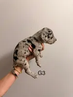 G3, a female Great Dane for sale in Altoona, PA – 2 of 2