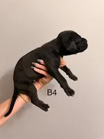 B4, a male Great Dane for sale in Altoona, PA – 2 of 2