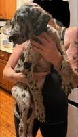 G2, a female Great Dane for sale in Altoona, PA – 2 of 5