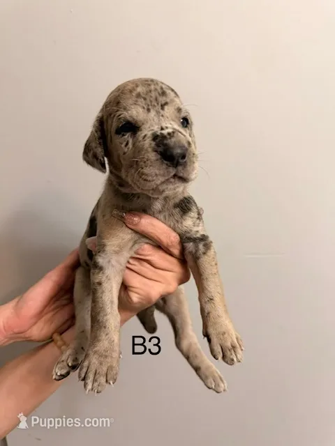 B3 – Great Dane puppy for sale in Altoona, PA