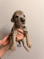 B3, a male Great Dane for sale in Altoona, PA – 1 of 2