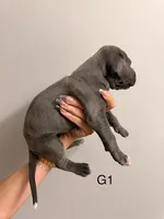 G1, a female Great Dane for sale in Altoona, PA – 2 of 2