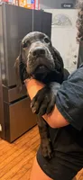 Girl 2, a female Great Dane for sale in Altoona, PA – 1 of 1