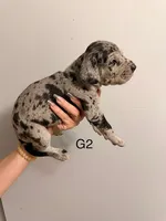 G2, a female Great Dane for sale in Altoona, PA – 2 of 2