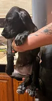 G4, a female Great Dane for sale in Altoona, PA – 3 of 6