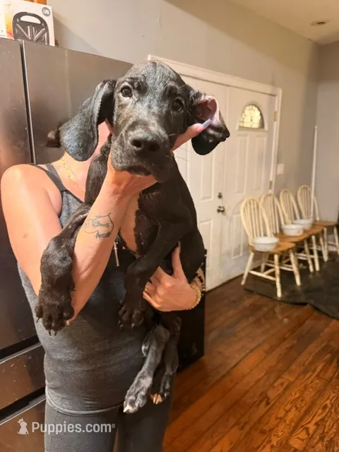 B4 – Great Dane puppy for sale in Altoona, PA