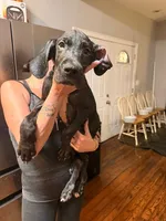 B4, a male Great Dane for sale in Altoona, PA – 1 of 5