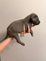 B1, a male Great Dane for sale in Altoona, PA – 2 of 2