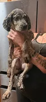 G2, a female Great Dane for sale in Altoona, PA – 3 of 5