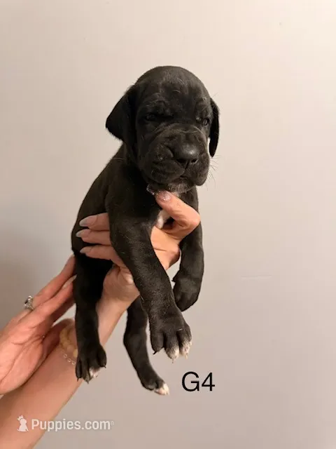 G4 – Great Dane puppy for sale in Altoona, PA