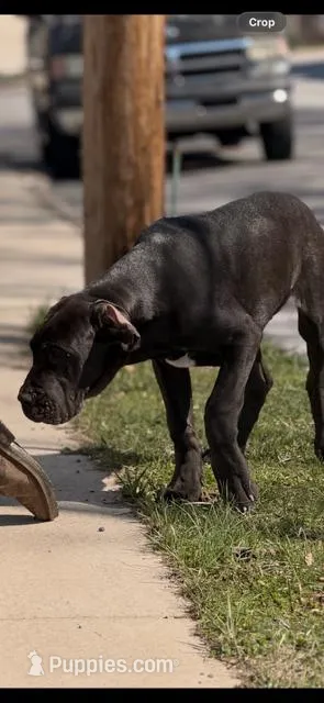 Puppy 2 – Great Dane puppy for sale in Altoona, PA