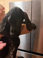 G4, a female Great Dane for sale in Altoona, PA – 2 of 6