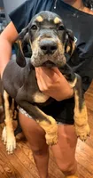 Boy 2, a male Great Dane for sale in Altoona, PA – 1 of 1