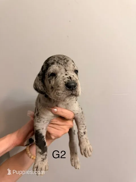 G2 – Great Dane puppy for sale in Altoona, PA