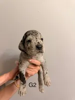 G2, a female Great Dane for sale in Altoona, PA – 1 of 2