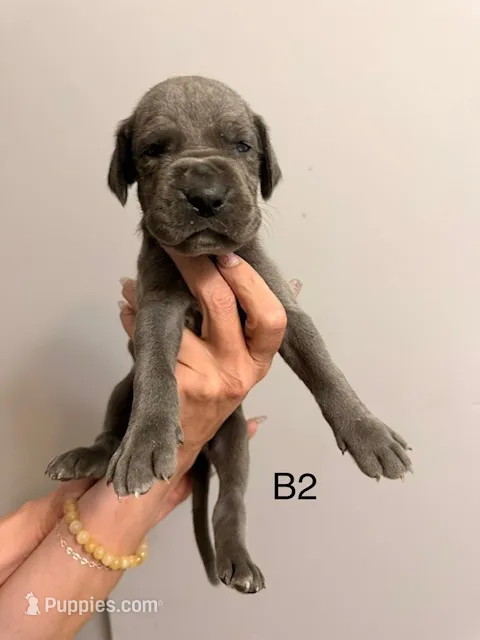 B2 – Great Dane puppy for sale in Altoona, PA