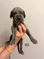 B2, a male Great Dane for sale in Altoona, PA – 1 of 2