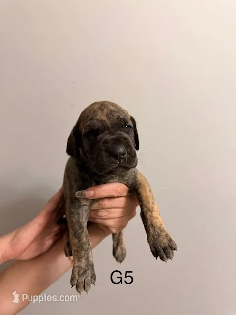 G5 – Great Dane puppy for sale in Altoona, PA