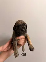 G5, a female Great Dane for sale in Altoona, PA – 1 of 2