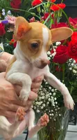 Leo, a male Chihuahua for sale in Houston, TX – 3 of 4